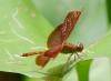 138645 – Photo : Jean-Claude Jamoulle – Vietnam