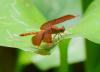 138635 – Photo : Jean-Claude Jamoulle – Vietnam