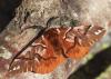 Endromis versicolora