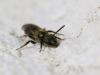 Lasioglossum sp.