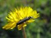 138660 – Photo : Sylvain Fadda – France (13)