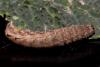 138058 – Photo : Vincent MATHEZ – France (74)