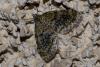 138566 – Photo : Vincent MATHEZ – France (74)