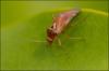 Lygus sp.