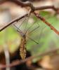 138006 – Photo : Pierre Tillier – France (95)