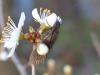 Sialis sp.