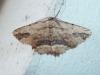 Menophra abruptaria