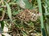 Chiasmia clathrata