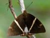 138330 – Photo : Christian Widmann – Brésil