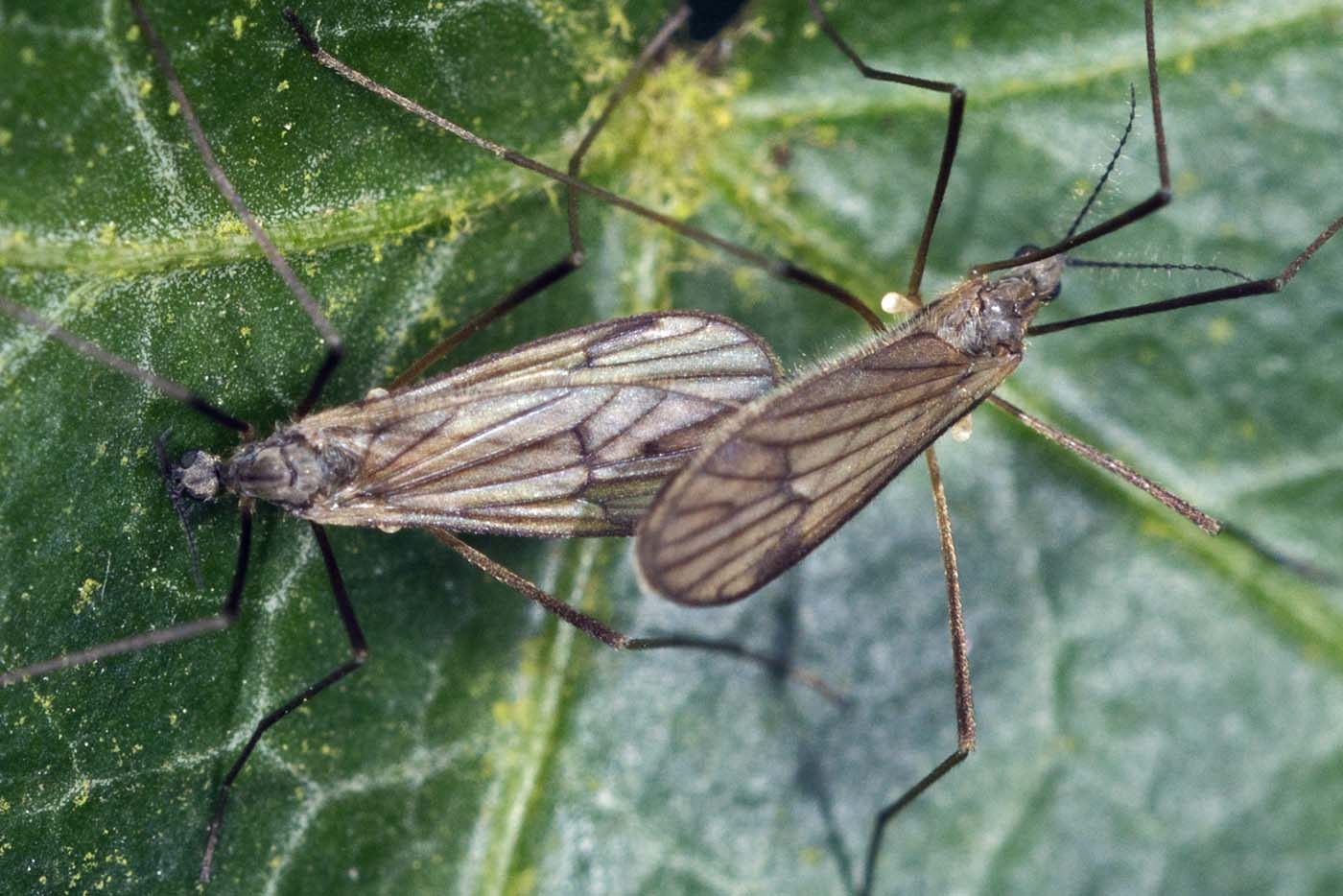 Eugène Vandebeulque - Ormosia sp. - réf. 138509 (1400 x 934 pixels, 155 ko)