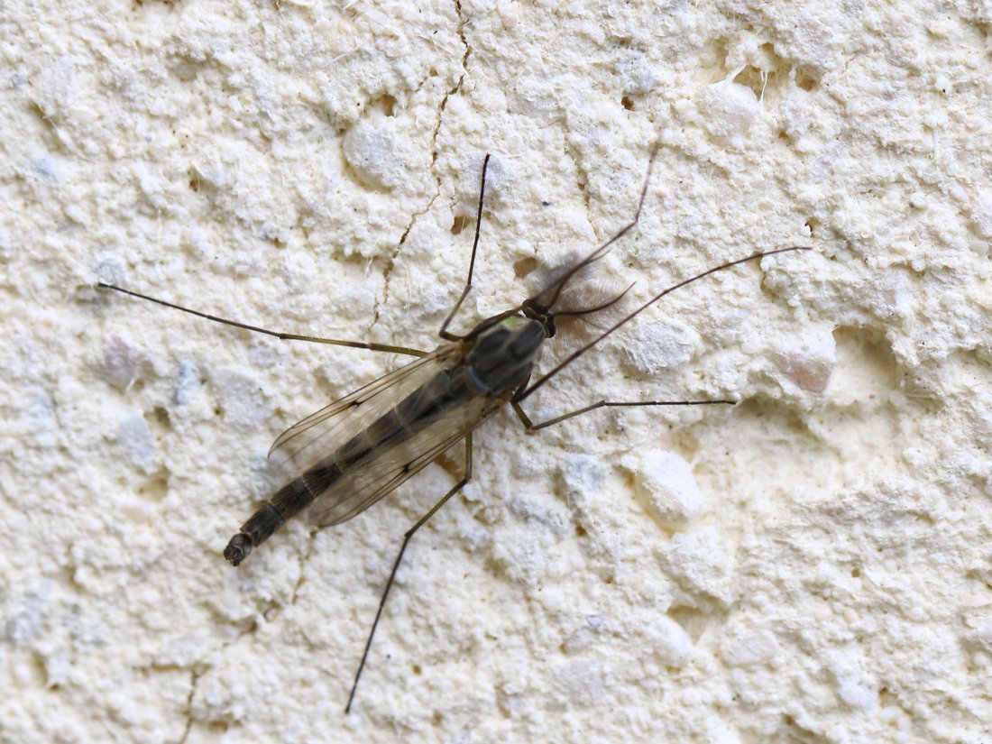 Jean-François Campion - Chironomus sp. - réf. 138064 (1100 x 825 pixels, 199 ko)