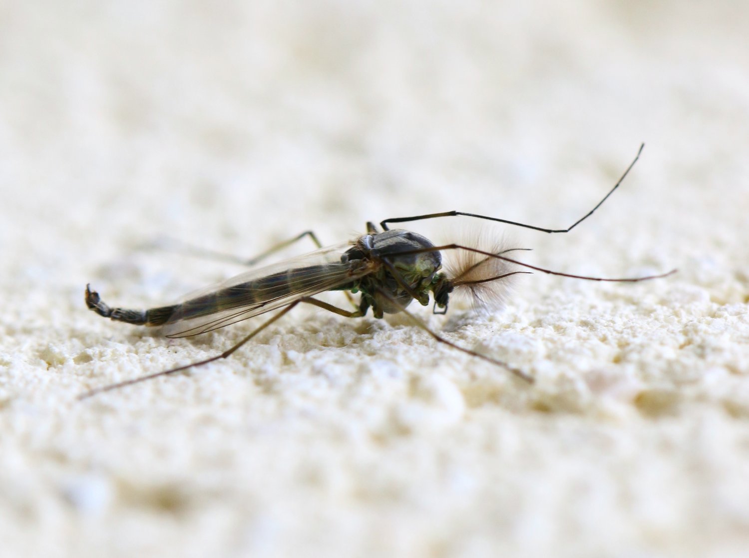 Jean-François Campion - Chironomus sp. - réf. 138065 (1500 x 1117 pixels, 121 ko)