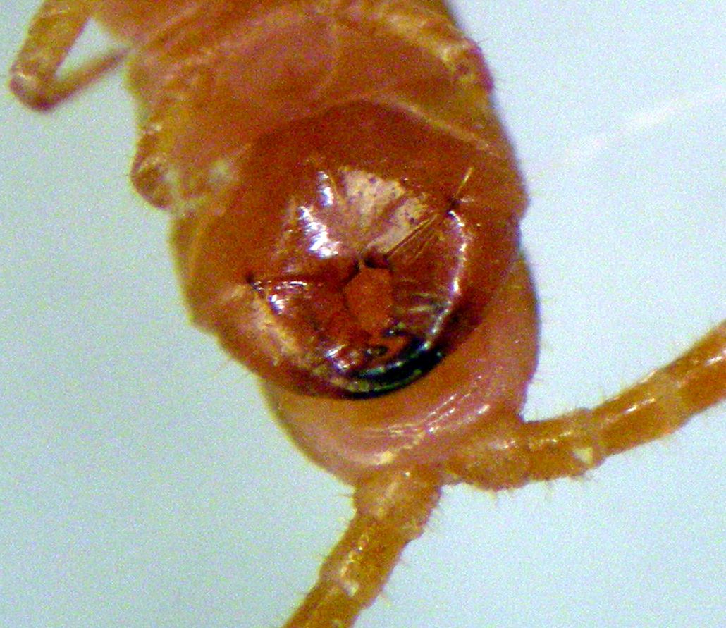 B. Bal - Strigamia carniolensis - réf. 138845 (1030 x 891 pixels, 199 ko)
