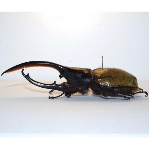 Réf. 139 486 : Dynastes hercules