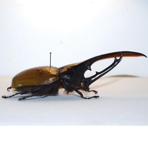 Dynastes hercules occidentalis