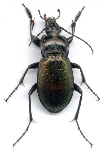 Carabus nemoralis