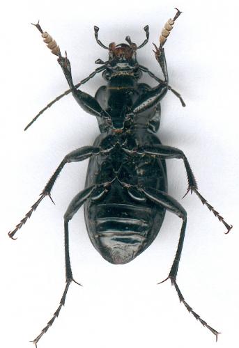 Carabus nemoralis