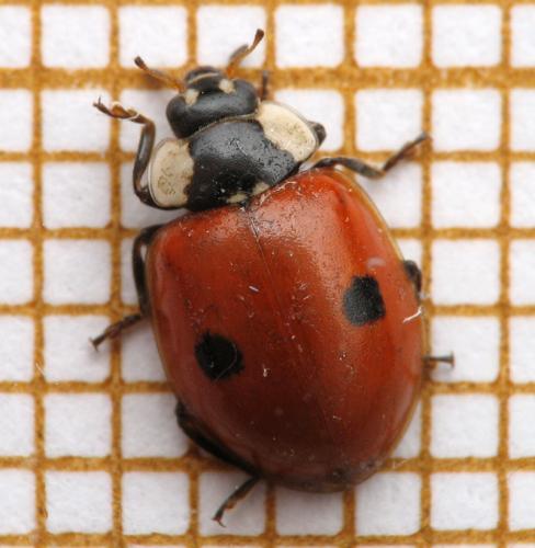 Réf. 139 004 : Adalia bipunctata bipunctata
