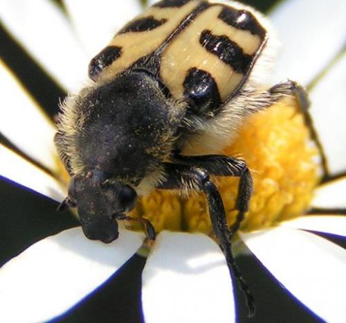 Trichius gallicus