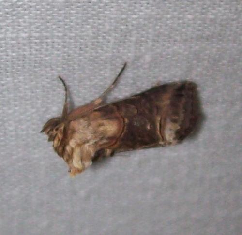 Abrostola triplasia
