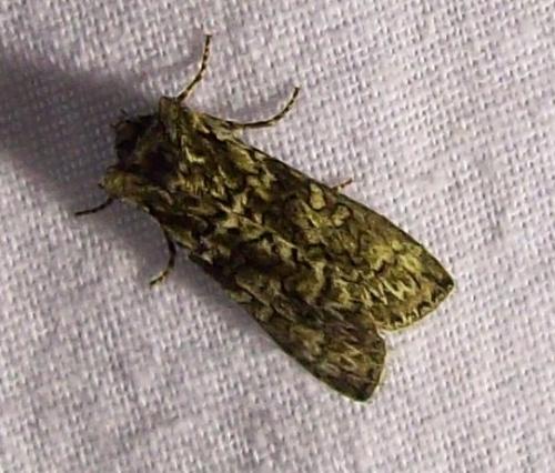 Polyploca ridens
