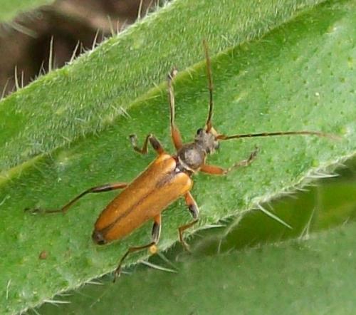 Cortodera humeralis
