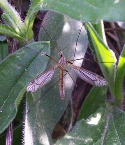 Tipula vernalis