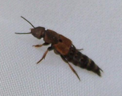 Platydracus chalcocephalus