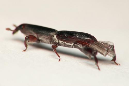 Réf. 139 400 : Phaenomerus sp.