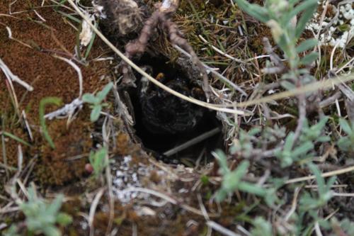 Lycosa tarantula