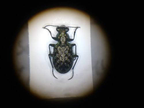 Réf. 139 372 : Elaphrus uliginosus