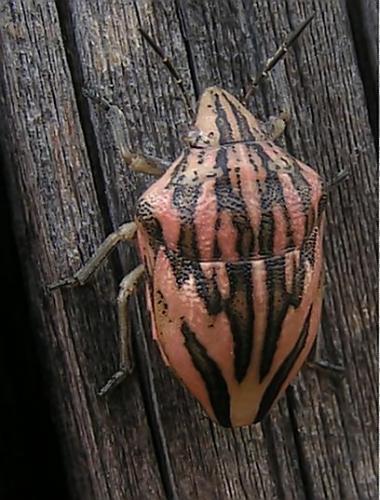 Odontotarsus purpureolineatus
