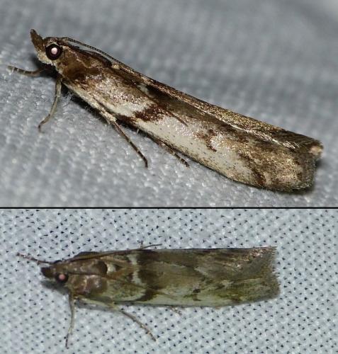 Zophodia grossulariella