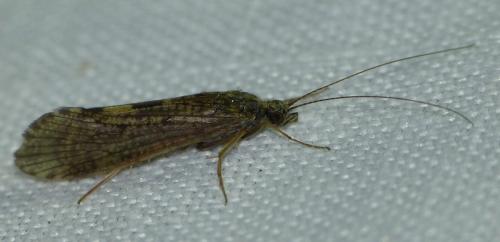 Réf. 139 960 : Hydropsyche sp.