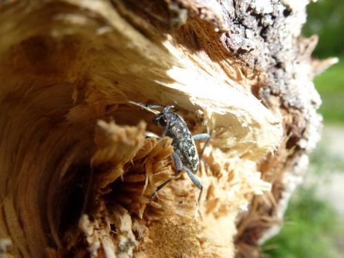 Xylotrechus rusticus