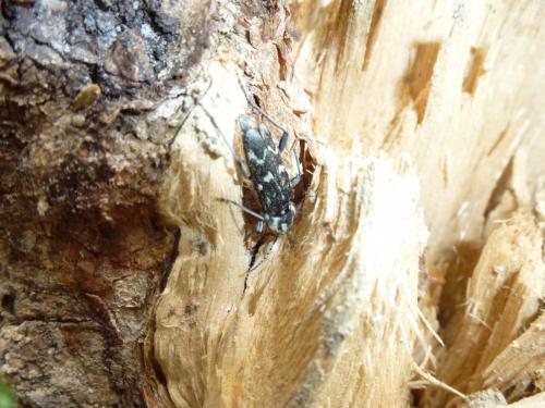 Xylotrechus rusticus