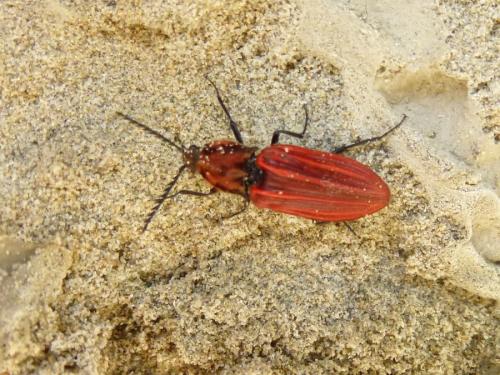 Réf. 139 405 : Anostirus purpureus