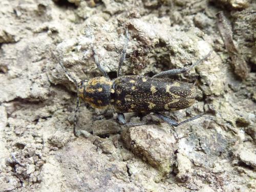 Réf. 139 439 : Xylotrechus rusticus