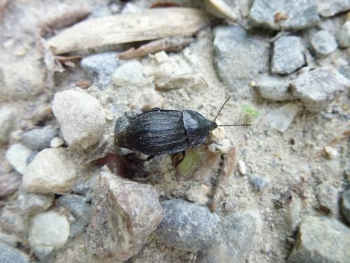 Phosphuga atrata