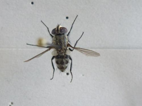 Réf. 139 489 : Senotainia sp.
