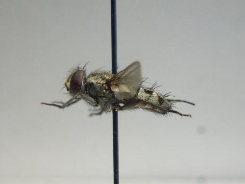 Réf. 139 776 : Senotainia sp.