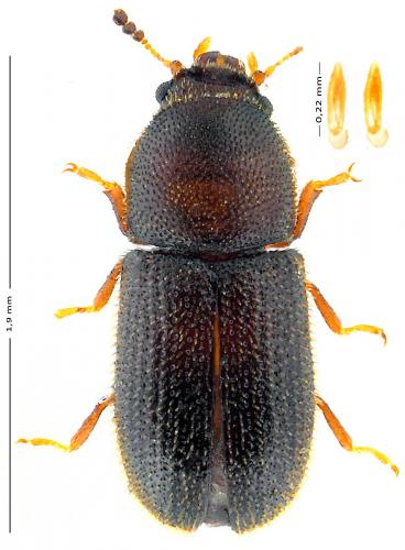 Réf. 139 384 : Cis striatulus