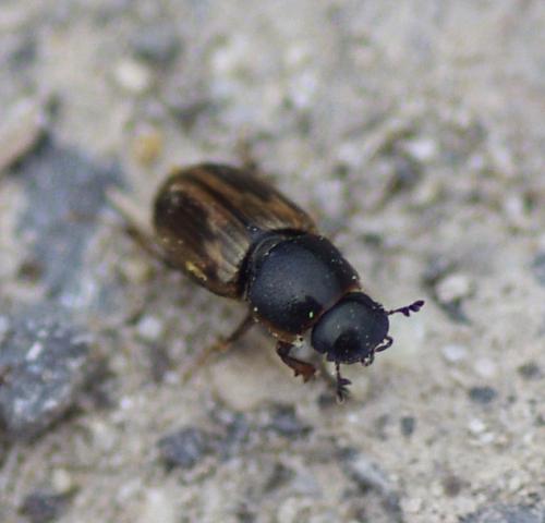 Melinopterus sp.