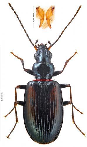 Bembidion conforme