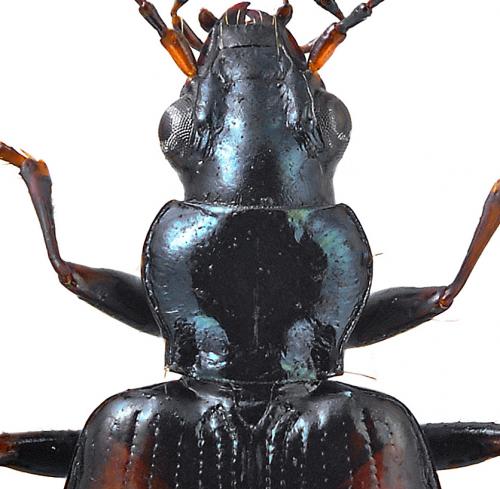 Bembidion conforme