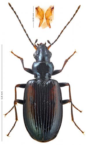 Bembidion conforme