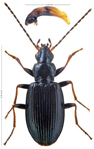 Bembidion complanatum