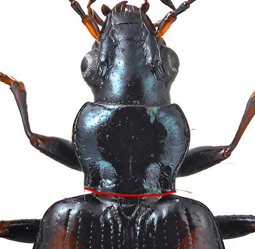 Réf. 139 575 : Bembidion conforme