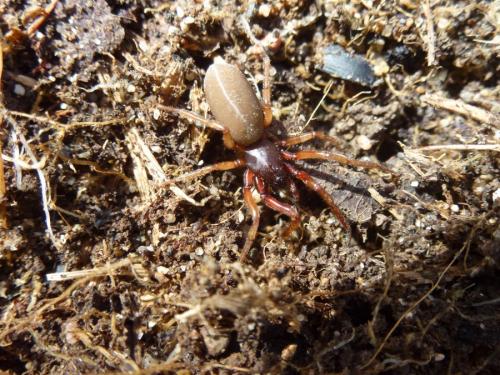 Dysdera sp.