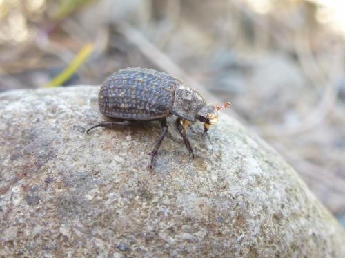 Trox sabulosus